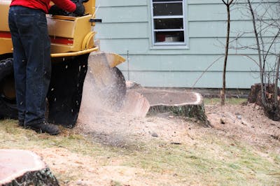 2022 Tree Stump Removal Cost Guide- Competitive prices | iseekplant