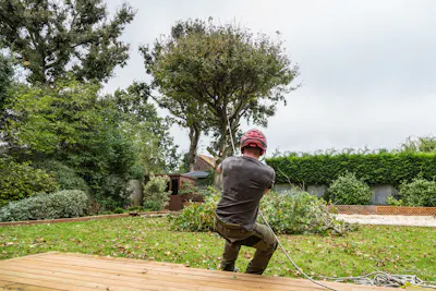 How to Cut Down a Large Tree