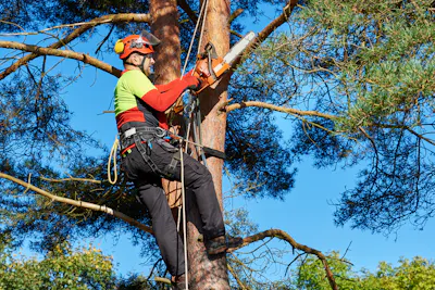 Tree Pruning Cost Guide | Find the best rates on iseekplant