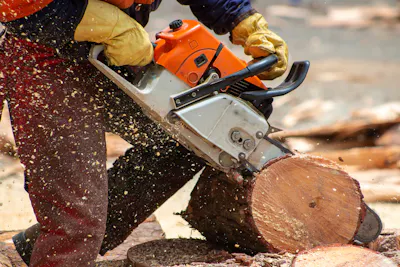 Tree Lopping Cost Guide | Find tree loppers on iseekplant